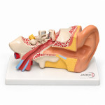 Human Internal Ear Model